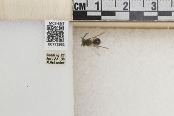 Media type: image;   Entomology 772951 Aspect: Labels